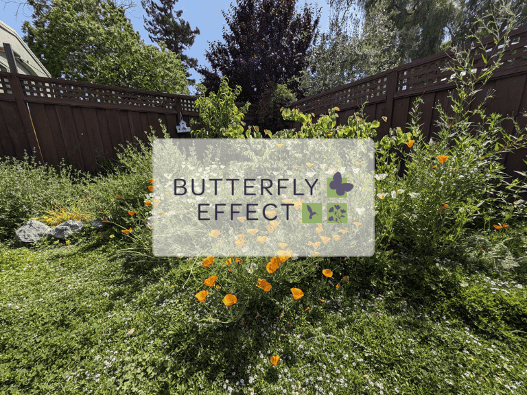Butterfly Effect Garden Design
