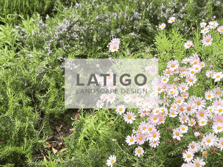 Latigo Landscape 2