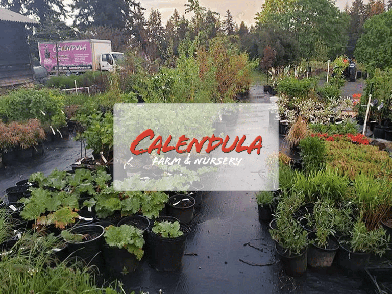 Calendula farm and nursery 1